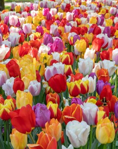 darwin hybrids mixed.jpg